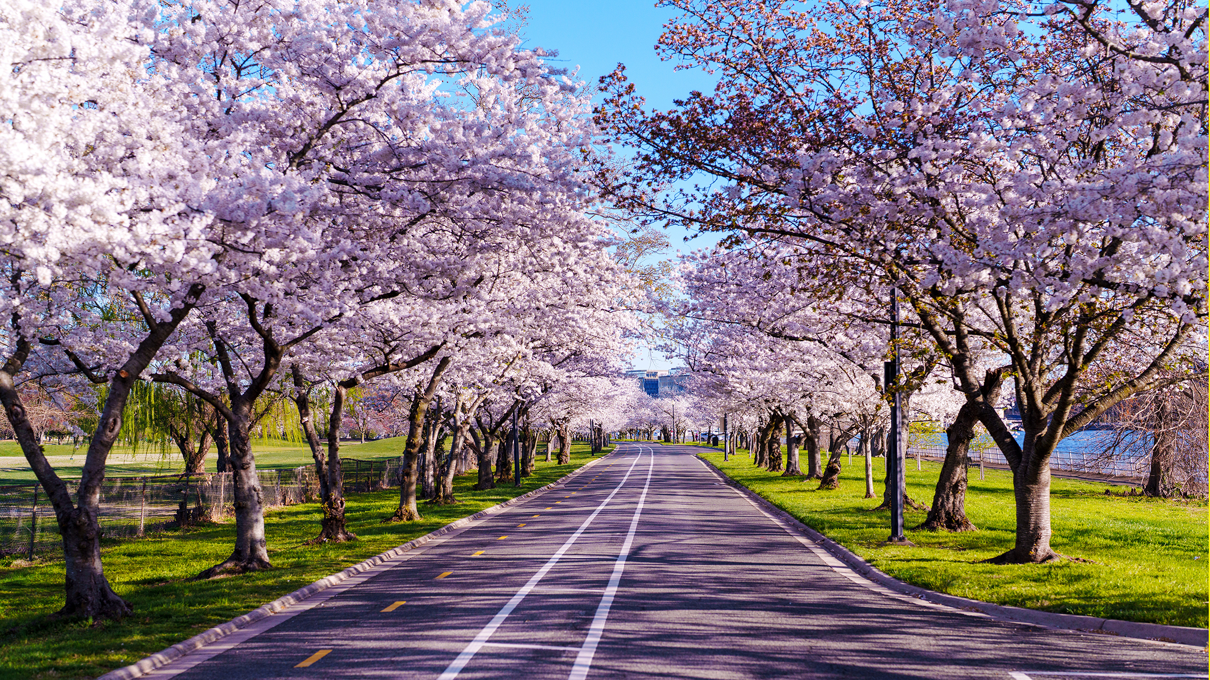 Cherry Blossom Festival